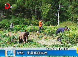 大铭：生姜喜获丰收[视] - 憨鼠网