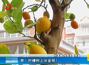 奇！柠檬树上长金桔！[视] - 憨鼠网