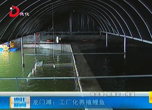 龙门滩：工厂化养殖鳗鱼[视] - 憨鼠网