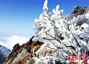 一夜北风紧雾凇入梦来　德化九仙山出现雾凇美景 - 憨鼠网
