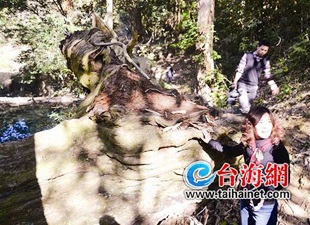 倒地千年红豆杉 保护完好 - 憨鼠网