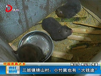 三班镇锦山村：小竹鼠也有“大钱途”[视] - 憨鼠网
