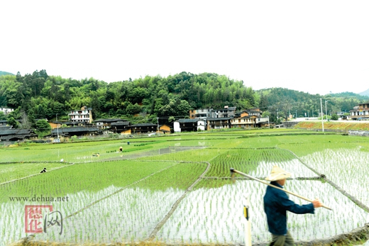 希望的田野 - 憨鼠网