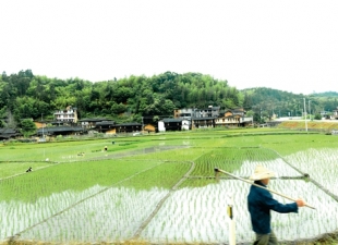 希望的田野 - 憨鼠网