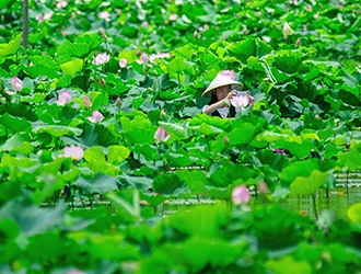 南埕：百亩荷花相争艳 - 憨鼠网