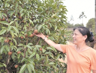 驻村干部乐当“卖油翁” 油茶林成了山村“摇钱树” - 憨鼠网