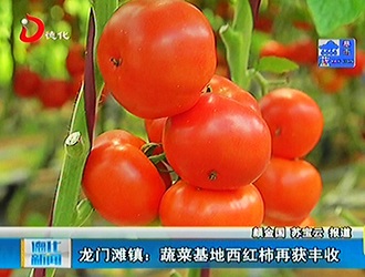 龙门滩镇：蔬菜基地西红柿再获丰收[视] - 憨鼠网