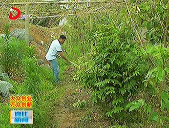 苏建营：“苦”产业种出“甜”日子[视] - 憨鼠网