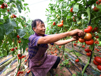 李建聪：带着村民种菜的“致富经” - 憨鼠网
