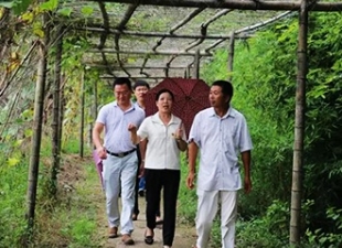 县政协主席温文英到南埕镇调研特色农业发展状况 - 憨鼠网
