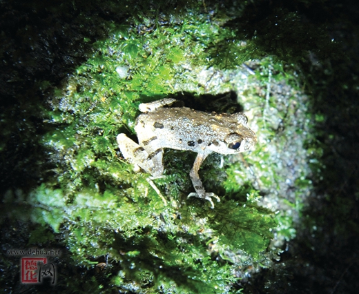 戴云山保护区首次发现“九龙棘蛙” - 憨鼠网