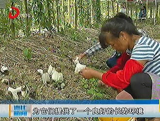 淮山园竹荪丰收 农户采摘忙[视] - 憨鼠网
