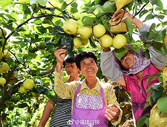 一斤德化梨卖到19元 - 憨鼠网
