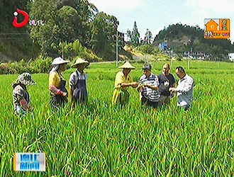 水稻病虫害怎么办？德化县农业专家到田间地头现场支招[视] - 憨鼠网
