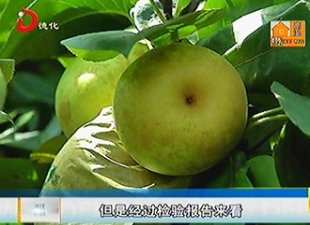 富硒梨熟了：产量虽不高 品质却很好[视] - 憨鼠网