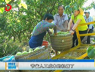 水口镇湖坂村：梨果正飘香 “轨道”来帮忙[视] - 憨鼠网