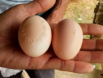 稀奇!德化村民家中发现“彗星蛋” 蛋壳上有奇特花纹 - 憨鼠网