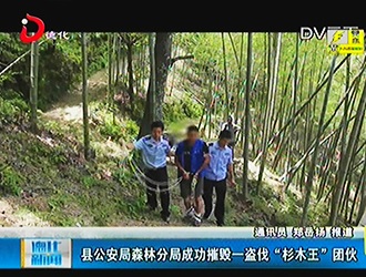 县公安局森林分局成功摧毁一盗伐“杉木王”团伙[视] - 憨鼠网