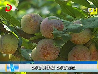高阳村桃花岭：芙蓉李熟了[视] - 憨鼠网
