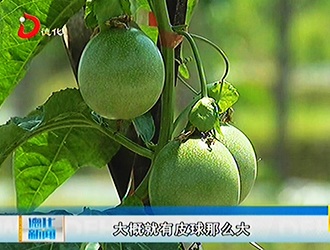 盖德镇有济村：芹山脚下百香果飘香[视] - 憨鼠网