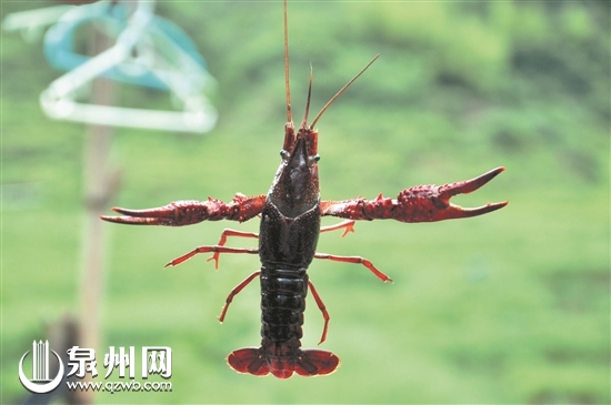 德化瑞坂村百亩稻田养殖小龙虾：稻虾共生 一水两收 - 憨鼠网