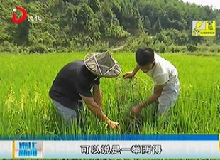 雷峰镇瑞坂村：稻虾共生 一水两收[视] - 憨鼠网