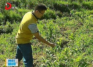 寇森林：植物轮作改善土壤 保证黄花远志产量[视] - 憨鼠网
