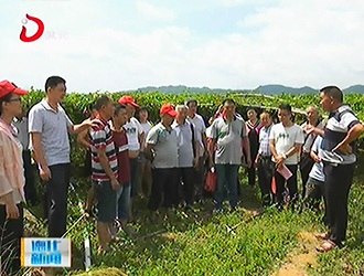 水口镇：现场学习交流 推广“计生协会+”帮扶模式[视] - 憨鼠网