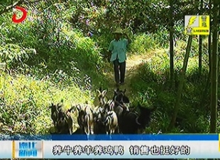 张文飞：深山里的特色“种养”事业[视] - 憨鼠网