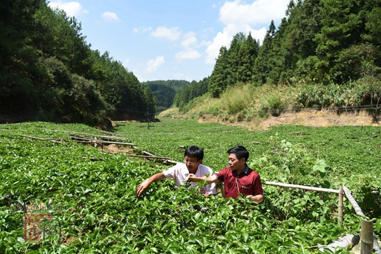 村民巧种水果酿造“茹蜜”生活 - 憨鼠网