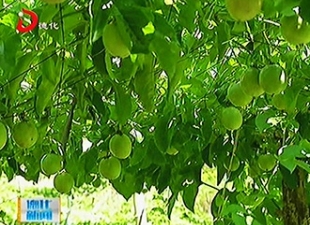 龙门滩镇：百香果挂满技 果农乐开怀[视] - 憨鼠网