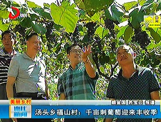 汤头乡福山村：千亩刺葡萄迎来丰收季[视] - 憨鼠网