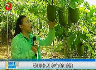 葛坑镇富地村：引进新品种 种植“茹蜜”生活[视] - 憨鼠网