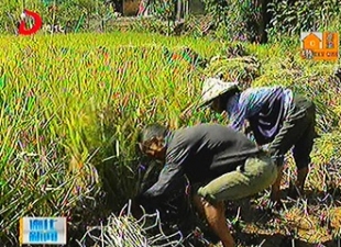 上涌镇：优质富硒水稻获丰收[视] - 憨鼠网