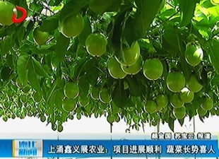 上涌鑫义展农业：项目进展顺利 蔬菜长势喜人[视] - 憨鼠网