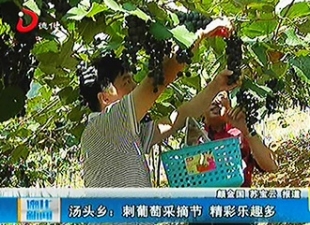 汤头乡：刺葡萄采摘节 精彩乐趣多[视] - 憨鼠网