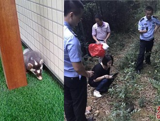 鼬獾闯入校园 师生联手救助 - 憨鼠网