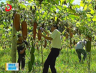 葛坑镇富地村：香茹蜜迎来丰收季[视] - 憨鼠网
