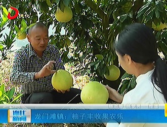 龙门滩镇：柚子丰收果农乐[视] - 憨鼠网