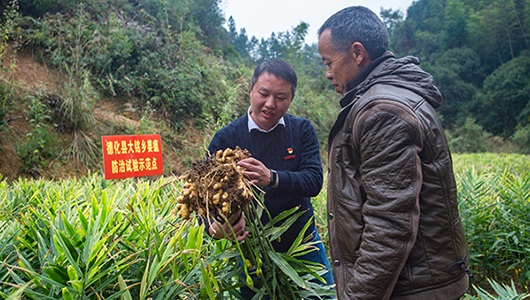 大铭乡：治好姜瘟 生姜重获丰收 - 憨鼠网