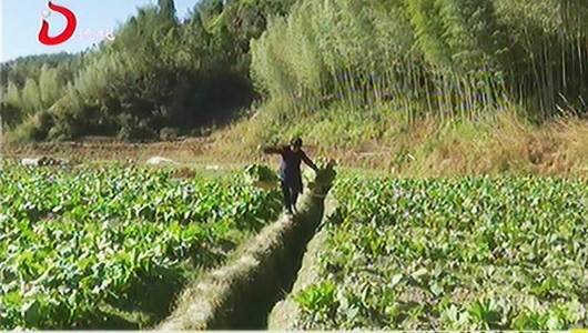 赤水镇东里村：以“硒”为贵 发展健康产业 - 憨鼠网