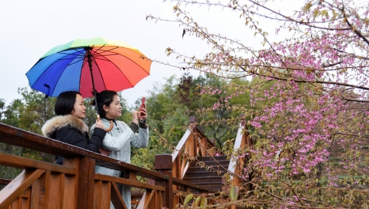 德化：“农林业+”花果芬芳 - 憨鼠网