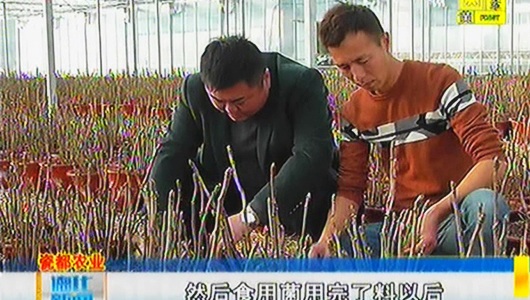 鑫义展农业：3000株催花牡丹将迎春绽放 - 憨鼠网