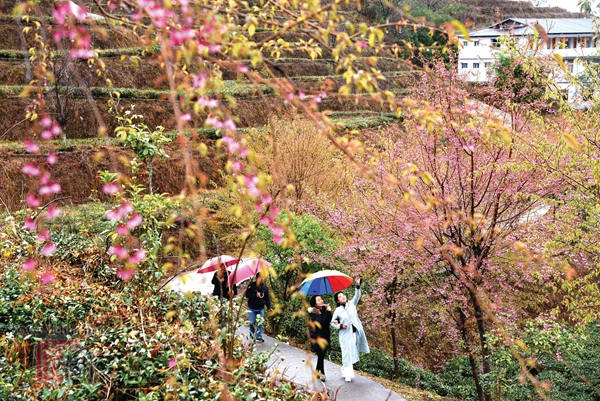 德化：“农林业+”花果芬芳 - 憨鼠网