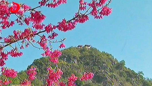 浔中镇石山村：万株台湾樱花 美丽绽放 - 憨鼠网
