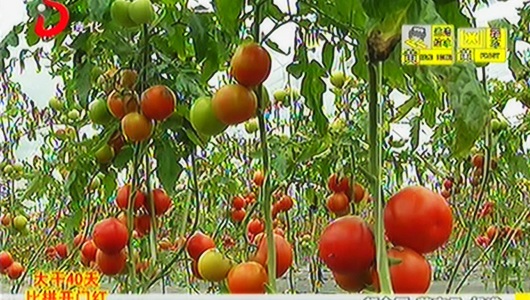 上涌鑫义展：基地建设日臻完善 瓜果蔬菜品种丰富 - 憨鼠网