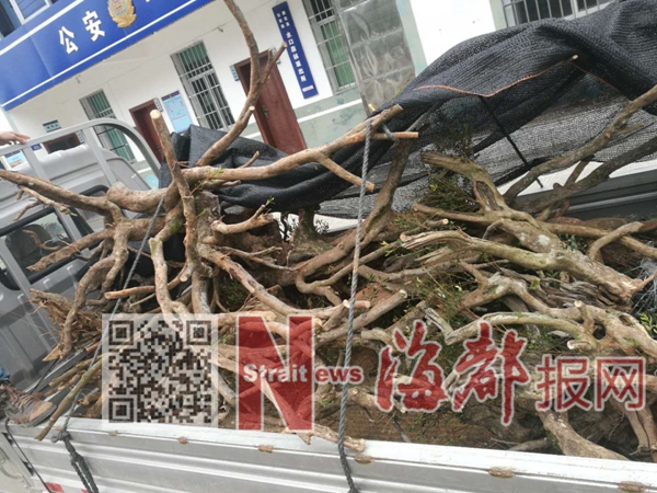 德化：未经批准采挖 男子山林挖10株非保护林木被罚了 - 憨鼠网