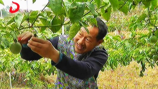 南埕镇蟠龙村：百亩百香果扶贫基地助力困难群众脱贫 - 憨鼠网