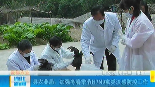 县农业局：加强冬春季节H7N9禽类流感防控工作 - 憨鼠网