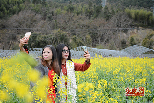 德化：油菜花盛开引客来 - 憨鼠网